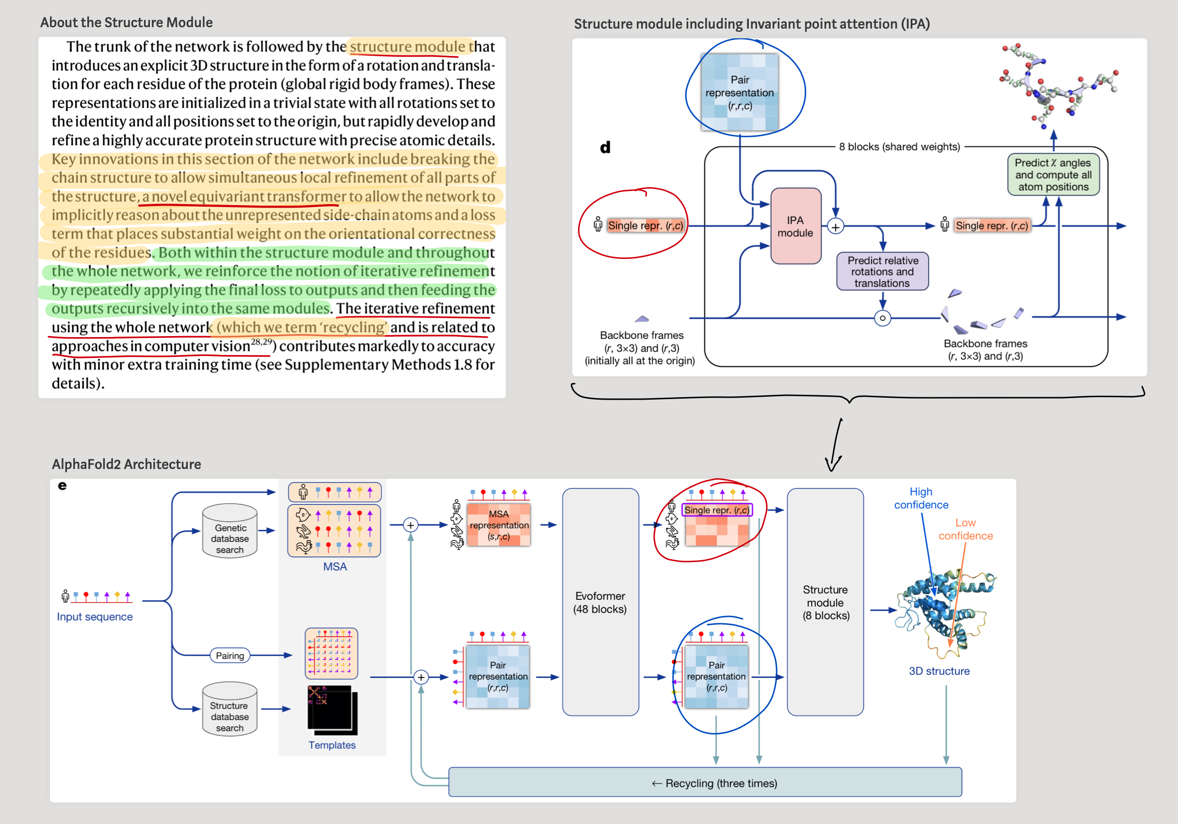 Annotated AlphaFold structure module and invariant point attention diagram