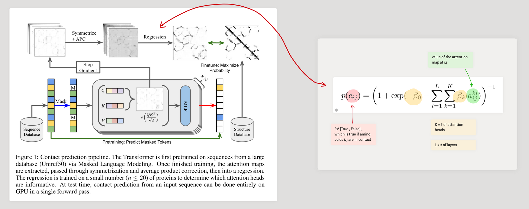 Annotated contact-prediction pipeline from Transformer attention maps