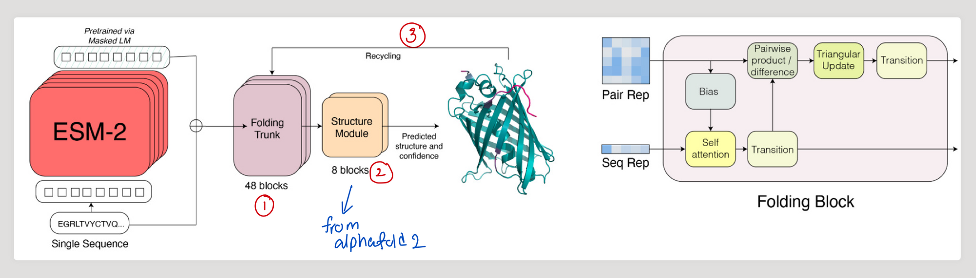 ESMFold architecture with ESM-2, folding trunk, structure module, and recycling